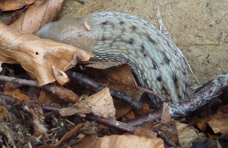 Limax aldrovandi Moquin-Tandon 1855 del Appennino Bolognese